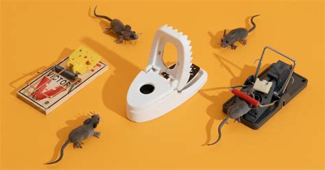 The 4 Best Mousetraps of 2024 